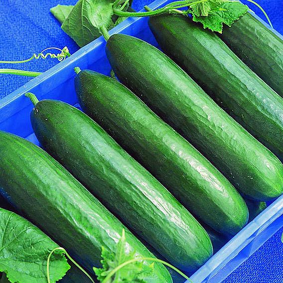 Cucumber (Organic) Seeds - F1 Paska
