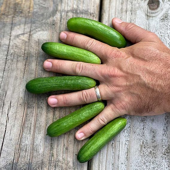 Cucumber Green Fingers (3)