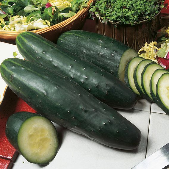 Cucumber (Organic) Seeds - Marketmore