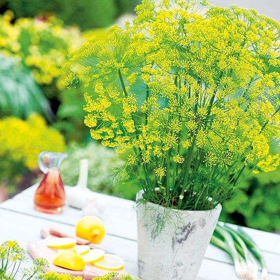 Dill - Seeds