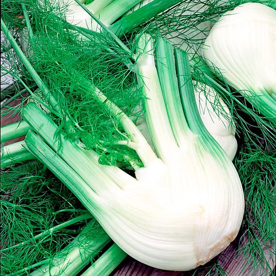 Fennel 'Zefa Fino' - Seeds