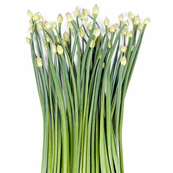 Garlic Chives - Seeds