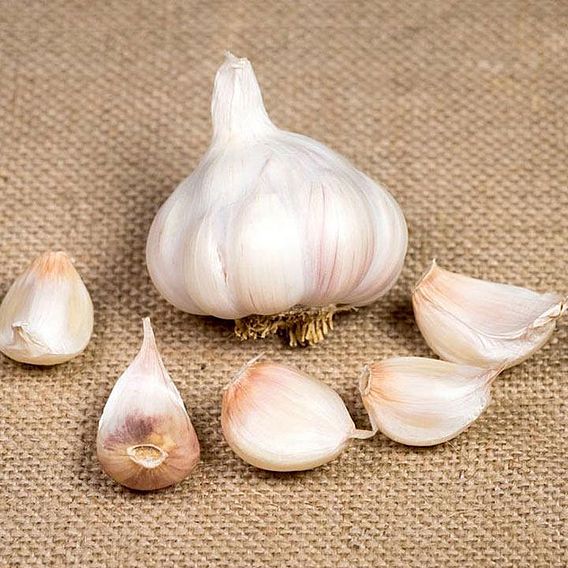 Garlic Bulbs - Lovers Collection