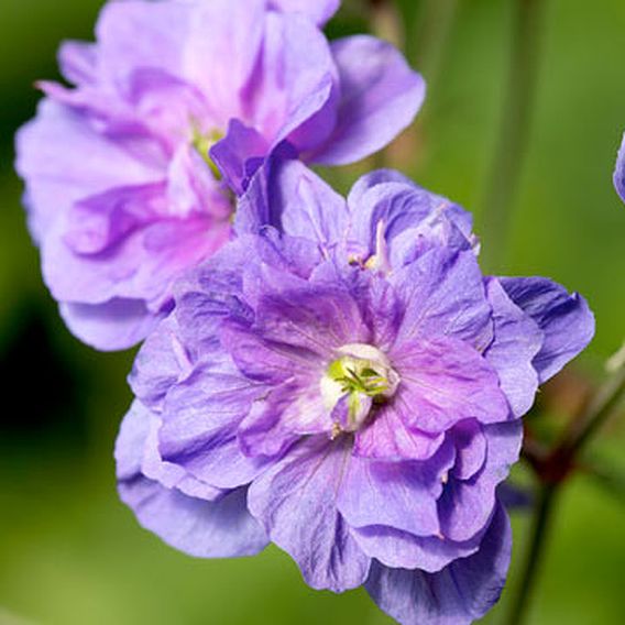 Geranium pratense 'Azure Skies'