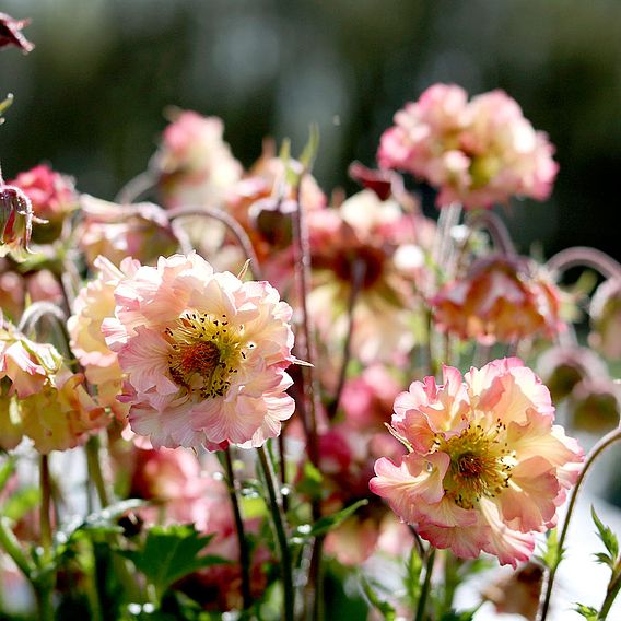 Geum 'Pretticoats Peach'