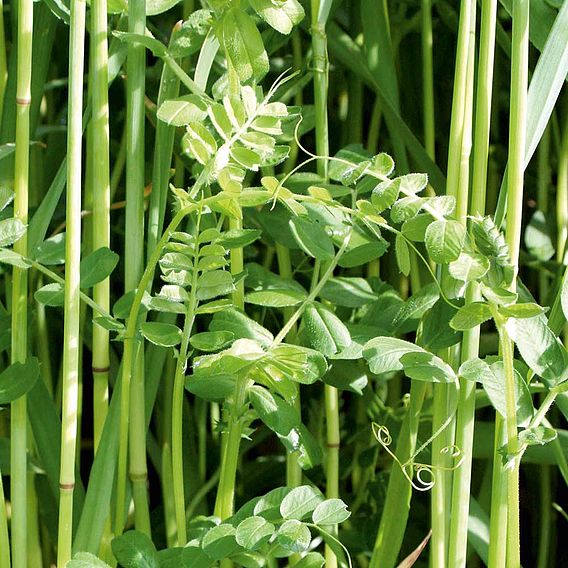 Winter Mix - Green Manure Seeds