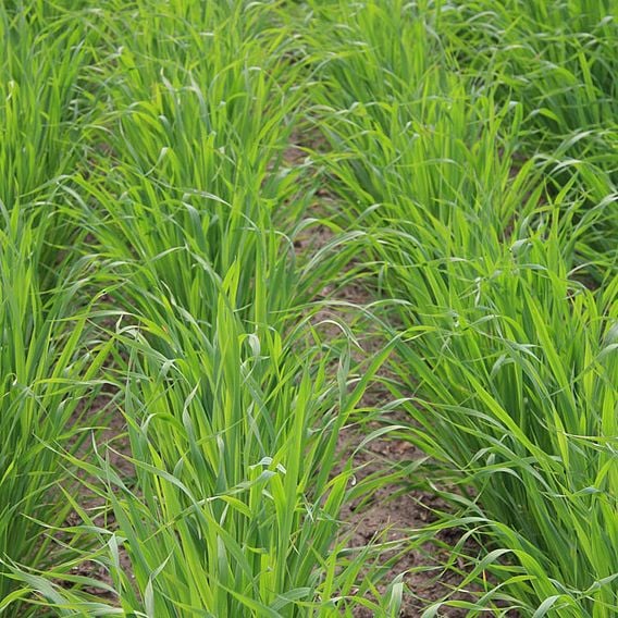 Oats Black (Japanese) - Organic Green Manure Seeds
