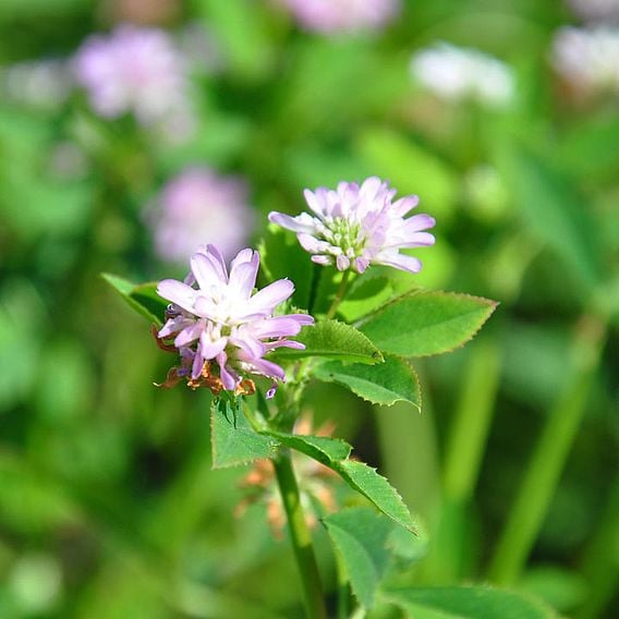 Persian Clover - Organic Green Manure Seeds
