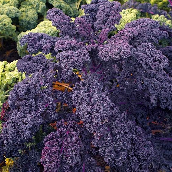 Kale Seeds - Redbor F1