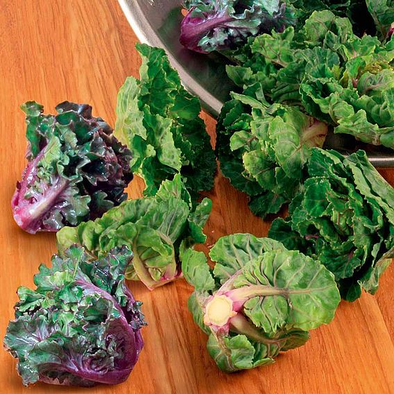Brussels Sprout 'Flower Sprout Variety' - Seeds