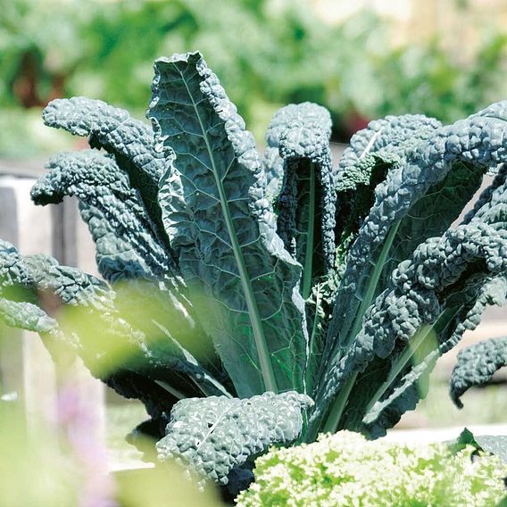 Kale Black Plants - Black 