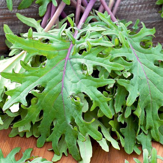 Kale Seeds - Red Russian