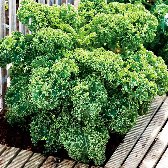 Kale 'Dwarf Green Curled' - Seeds