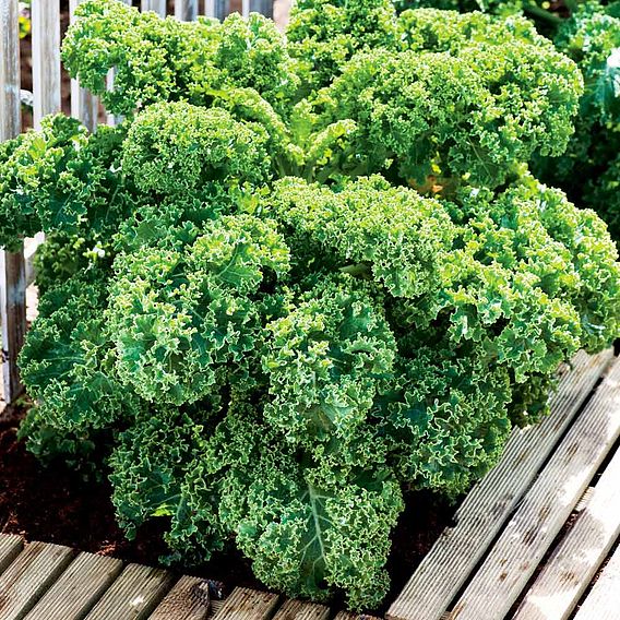 Kale Seeds - Dwarf Green Curled