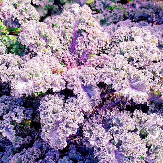 Kale 'Scarlet' - Seeds