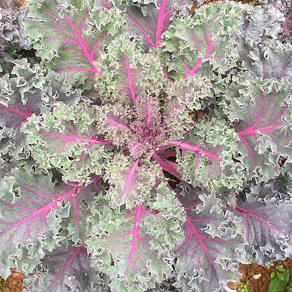 Kale 'Gourmet Collection'