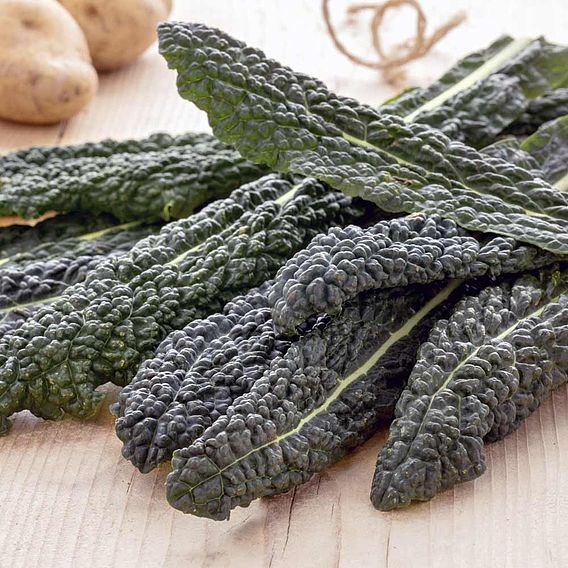 Kale 'Yurok' F1 - Seeds