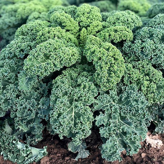 Kale 'Oldenboer' F1 - Seeds