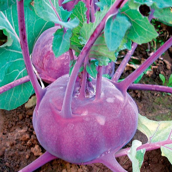 Kohlrabi Seeds - Kolibri F1