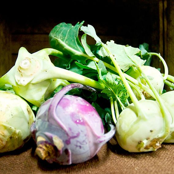 Kohlrabi 'Purple And White Mix' - Seeds