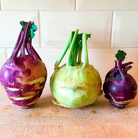 Kohlrabi 'Purple And White Mix' - Seeds