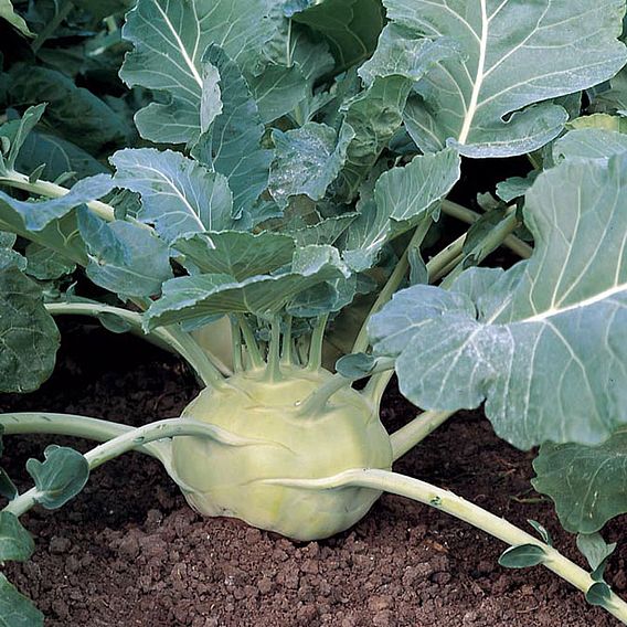 Kohlrabi Seeds - Kossak F1