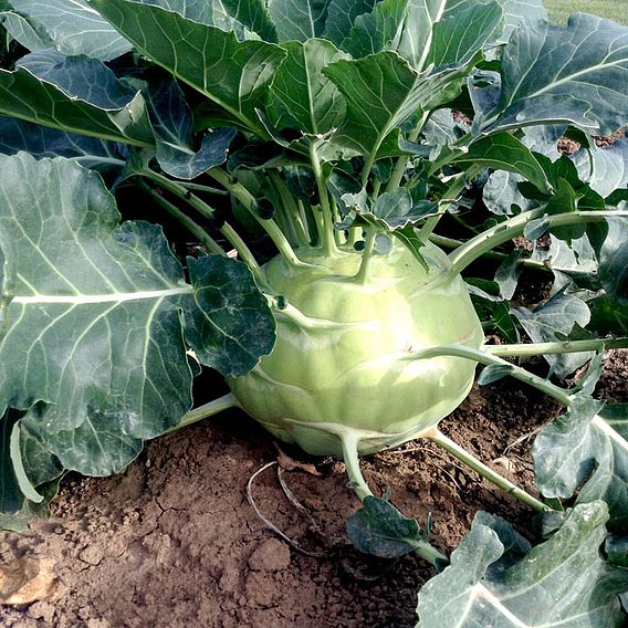 Kohlrabi Seeds - Kossak F1