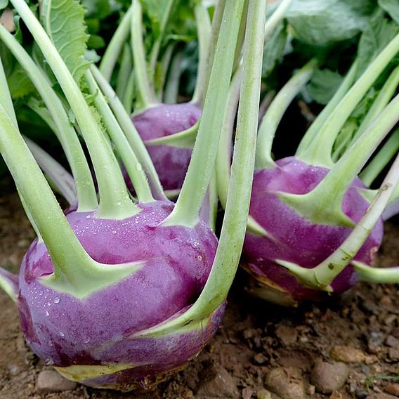Kohlrabi 'Dyna' - Seeds