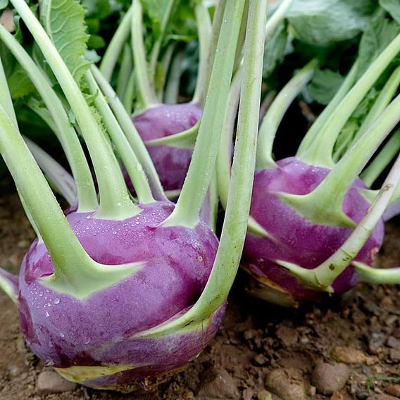 Kohl Rabi Seeds - Dyna