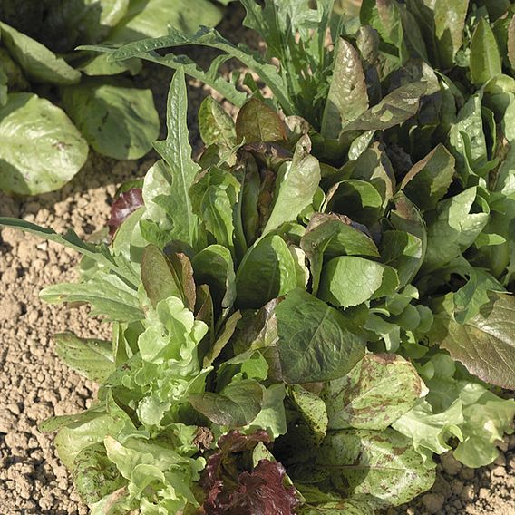 Leaf Salad Seeds - Lettuce Mixture