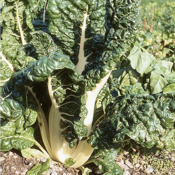 Swiss Chard 'Silver Chard' - Seeds