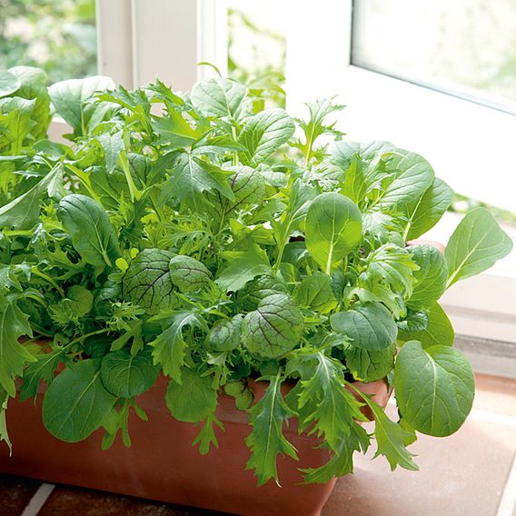 Leaf Salad 'Spicy Oriental Mix' - Seeds