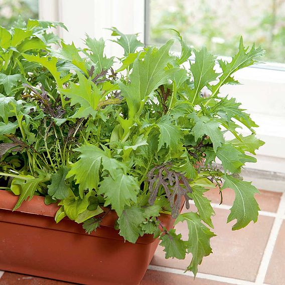 Leaf Salad 'Winter Mix' - Seeds