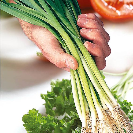 Leek 'Atal' - Seeds