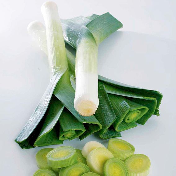 Leek 'Sprintan' F1 - Seeds