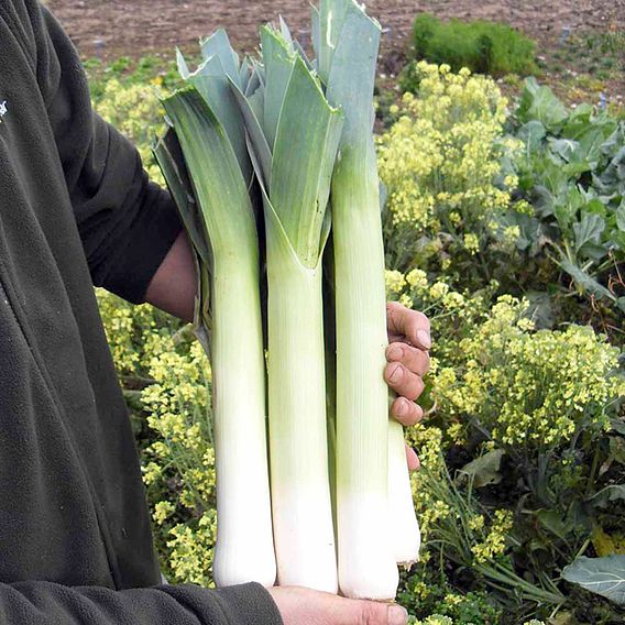 Leek 'Sprintan' F1 - Seeds