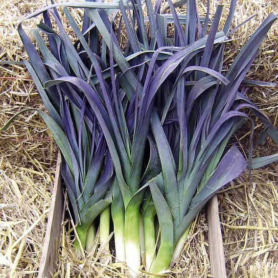 Leek 'Northern Lights' - Seeds