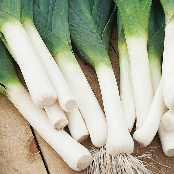 Leek 'Below Zero' F1 - Seeds