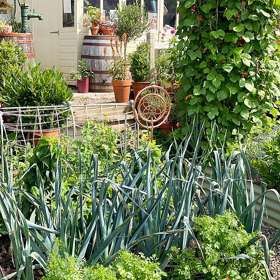 Leek 'Lyon Prizetaker' - Seeds