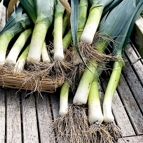 Leek 'Lyon Prizetaker' - Seeds