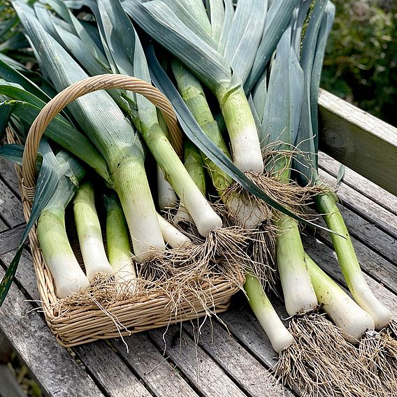 Leek 'Lyon Prizetaker' - Seeds