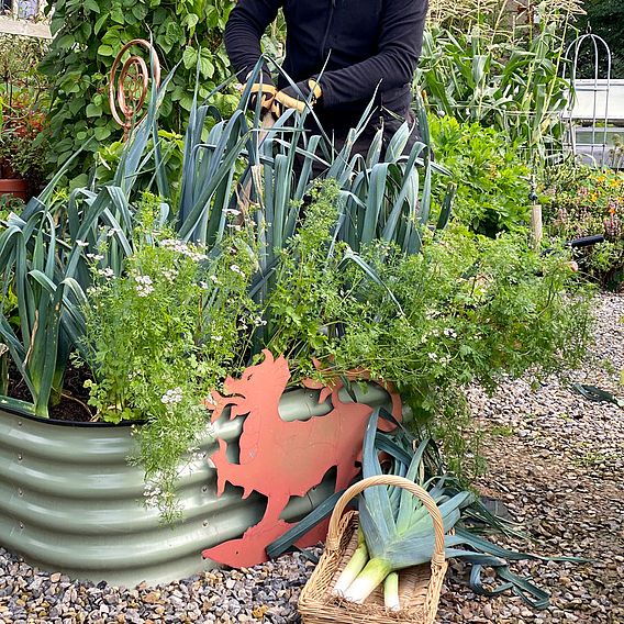 Leek 'Lyon Prizetaker' - Seeds