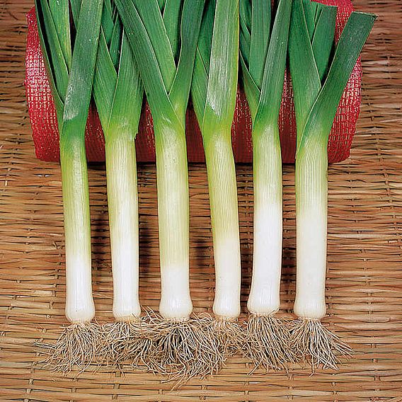 Leek (Organic) Seeds - Bandit