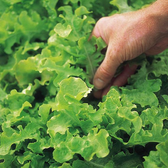 Lettuce Seeds - Salad Bowl