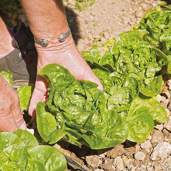 Lettuce 'Vailan-Winter Gem' - Seeds