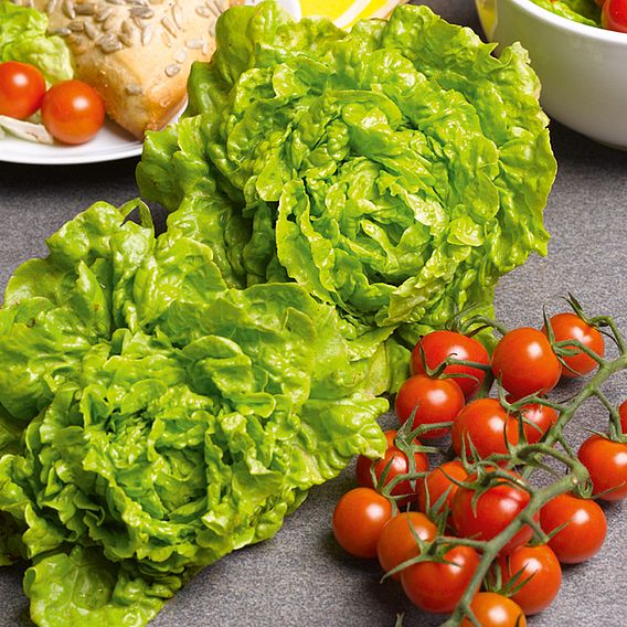 Lettuce 'Tom Thumb' - Seeds