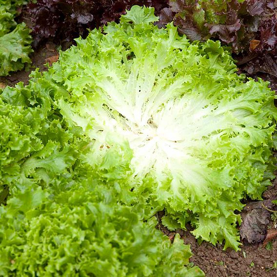 Lettuce Seeds - Multigreen 3