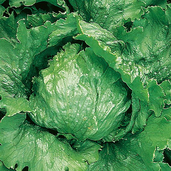 Lettuce Seeds - Lakeland