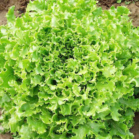 Lettuce Seeds - Multigreen 3