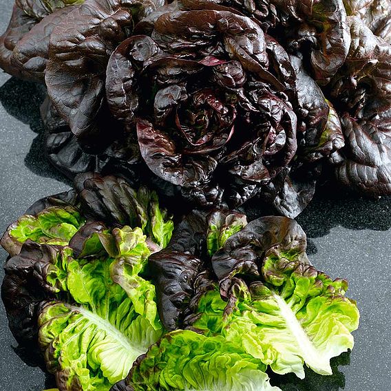 Lettuce Seeds - Red Little Gem Amaze - 